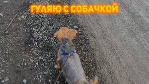 Гуляю с собачкой! В гостях у мамы, деревенские виды