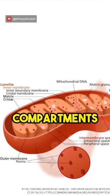 THIS cell lacks mitochondria