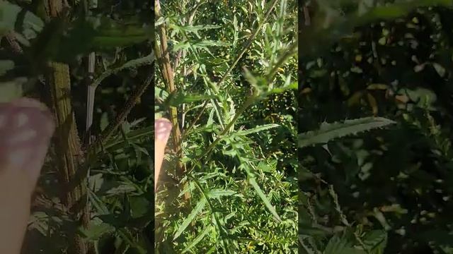 Swamp Thistle (Cirsium muticum) смотреть онлайн