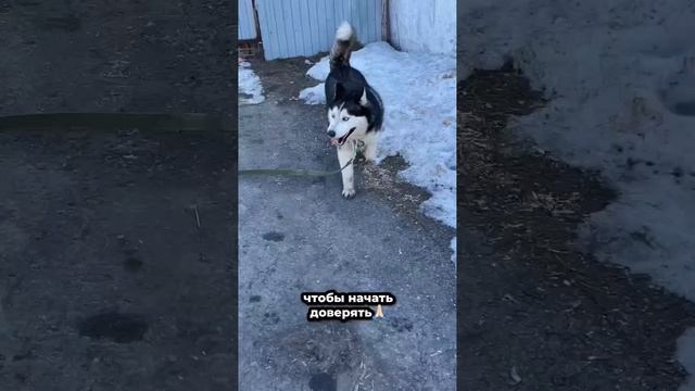 Хаски привязанный цепью в лесу... | Гаррет
