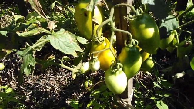 Помидоры на 02.08.23г. смотреть онлайн