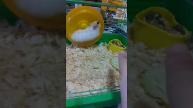 Хомяк и его клетка смотреть онлайн