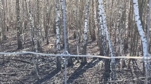 Охота на Кабана