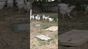 утки и серебрянки