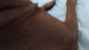 прикол собаки