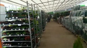 В Москве цветет сакура.Рай для дачников.Купила...