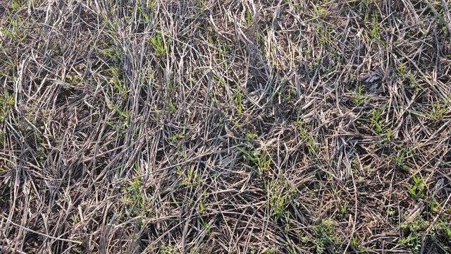 Озимые пшеницы 11.04.25. смотреть онлайн