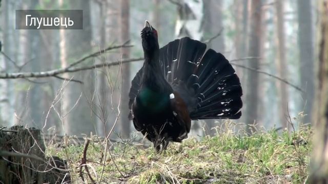 Глушець. Зимуючі птахи України. Серія «Природне довкілля». Пізнаймо світ разом!