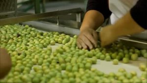 Процесс изготовления квашеной капусты - выращивание и обработка капусты | Noal Farm на русском