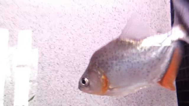 7 Rare species of Serrasalmus piranha collection 2015 смотреть онлайн