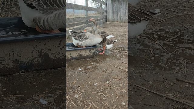 Гусыня злиться на Серого или женщины в гневе опасны😁