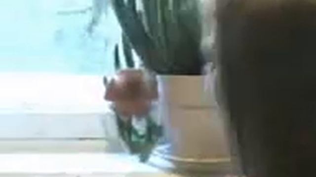 Стапелия и собака такса Ватсон стапелия такса иринаилюшина flowers