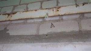 Моль размножаются, спариваются, откладывают личинки. Самка и самец моли - брачный период.