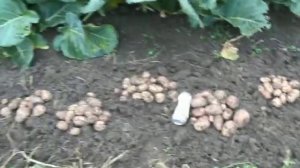 Мои гряды после уборки картофеля.