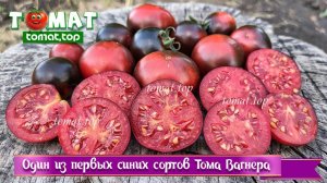 Один из первых синих сортов селекционера Тома Вагнера. Крупный и «мясистый» для черри