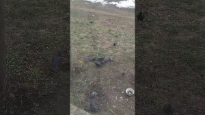 Чайки и голуби