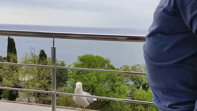 Чайка на лоджии смотреть онлайн