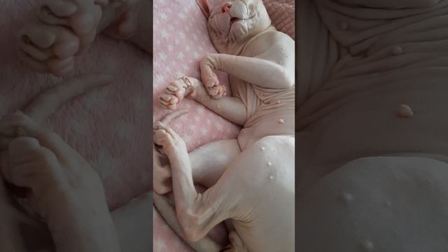 20210206_133757 Амаша спит смотреть онлайн