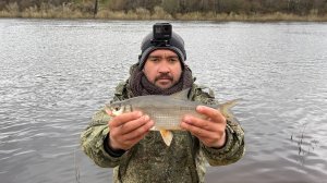 СЫРТЬ ПРЕТ В РЕКУ НА НЕРЕСТ ТОННАМИ ! Ловля вимбы на реке Луга. Весенний фидер 2022
