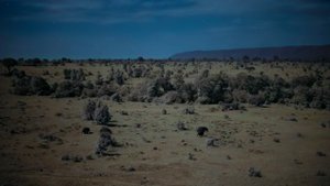 Земля ночью в цвете 1 сезон 6 серия «Плоскогорье гепардов» (документальный сериал, 2020)