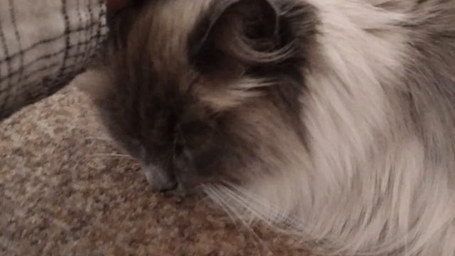 Василиска 🐈