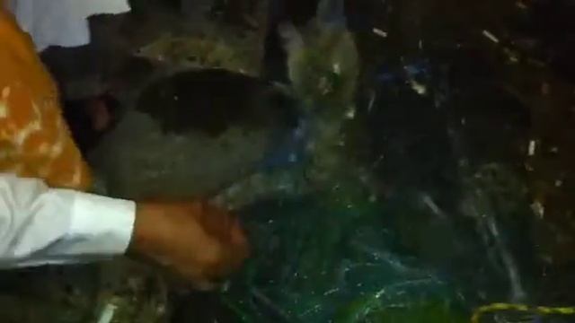 ابو مقص قصوا يدوا ههههههه смотреть онлайн