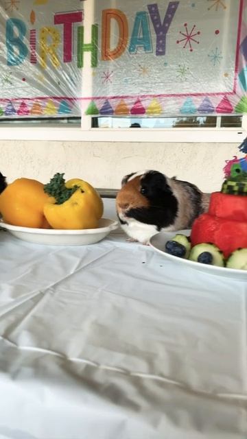 The birthday Guinea pigs#cute Guinea pigs смотреть онлайн