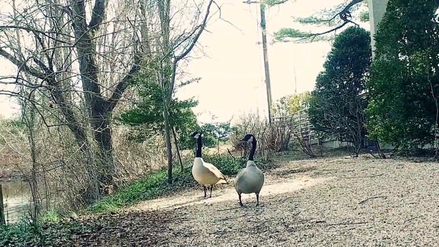 New toy 4k downgrade test color graded in premiere смотреть онлайн