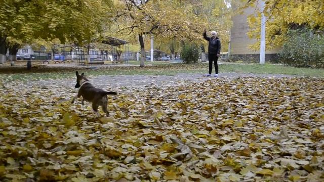 Выгуливаем нового подопечного