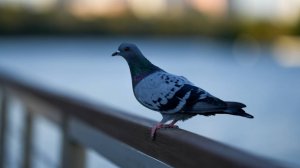 Спор из-за птичьего помета: на жительницу Петербурга подали в суд за кормление голубей