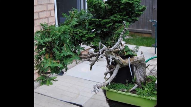 How to Grow Outdoor Bonsai Trees in Your Garden