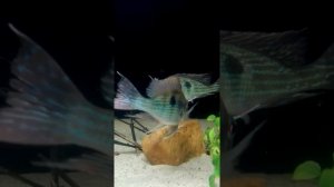 Нерест Суринамских Геофагусов. Дискусы,геофагусы.