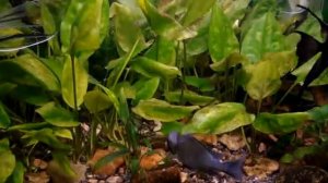 СКАЛЯРИИ АКВА НА100 литров