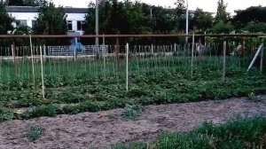 Плантация огурцов