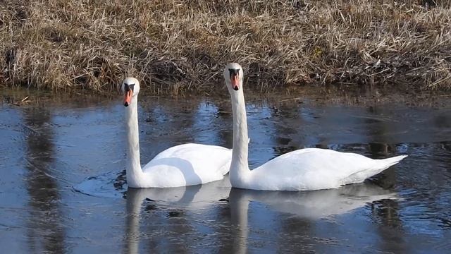 Лебеди пробиваются через лед смотреть онлайн