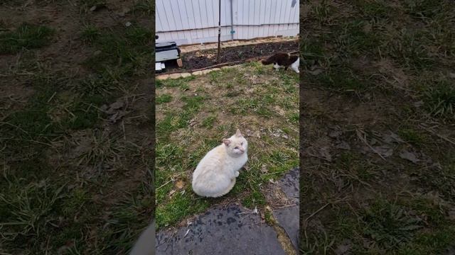 В гостях у свекрови. 11.04.2025. Котыыыы смотреть онлайн