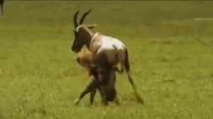 гиена хватает антилопу/hyena grabs antelope.