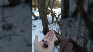 Красивая серая синица прилетела