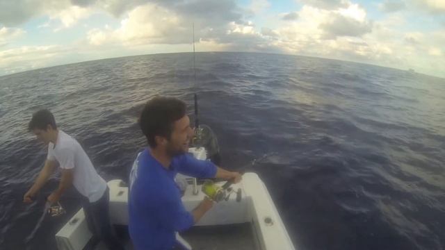 Bluefin Tuna on the cube смотреть онлайн