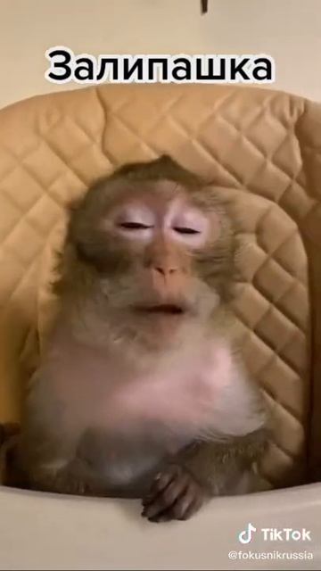 обезьянка ест перемешку😅 смотреть онлайн