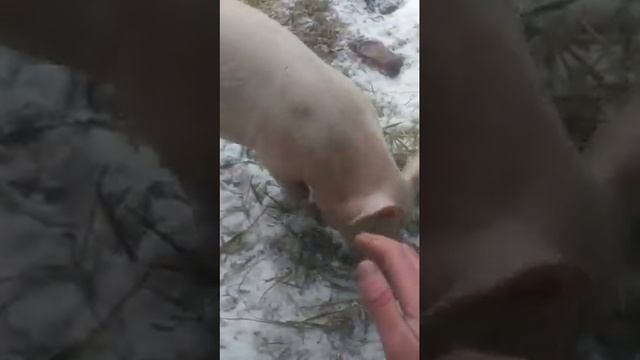 Подстилка для свиней/содержание свиней