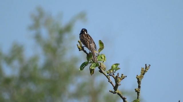 Rietgors Emberiza schoeniclus смотреть онлайн