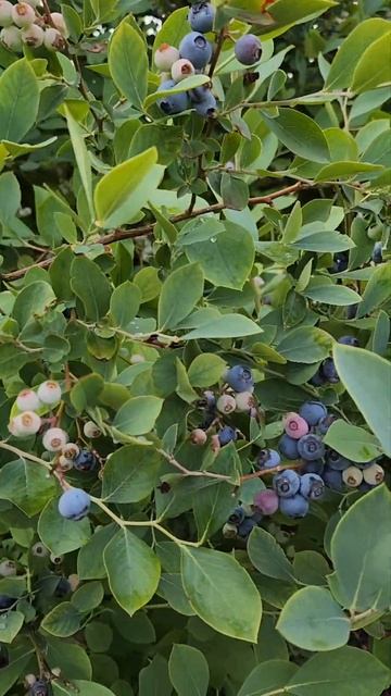 My mom's Blueberries! 🫐 zone 7B смотреть онлайн