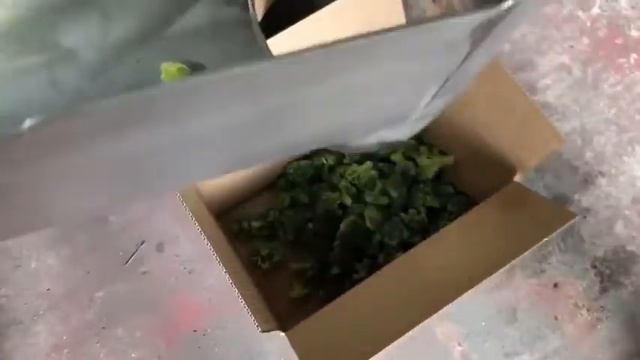 Видео рассева брокколи на струнном вибросите из нержавеющей стали Vibromash.com, 8-800-500-40-02-480 смотреть онлайн