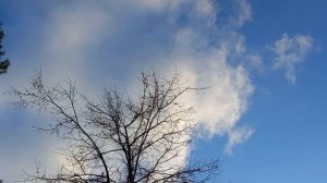 Фея тоже заинтересована весенними птичками