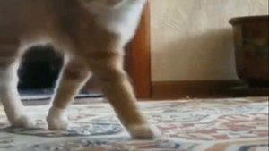 Кот ушёл / Cat gone / Thriller Cat . FULL COLLECTION !