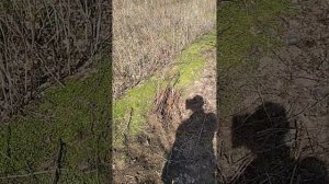 Малина полька, копаем на продажу и обновляем ряды. Март 25г.