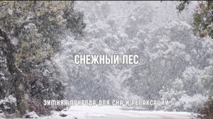 Снежный лес - зимняя тишина и спокойствие | Somnus Studio