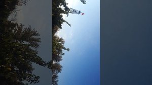 Как заставить летать ленивого голубя, Голуби Кыргызстана