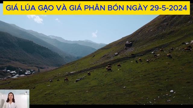 Giá Lúa Gạo Hôm Nay 29-5-giá lúa gạo mới nhất-Giá phân bón-Giá heo-Giá cả thị trường \Tiên Lisa смотреть онлайн